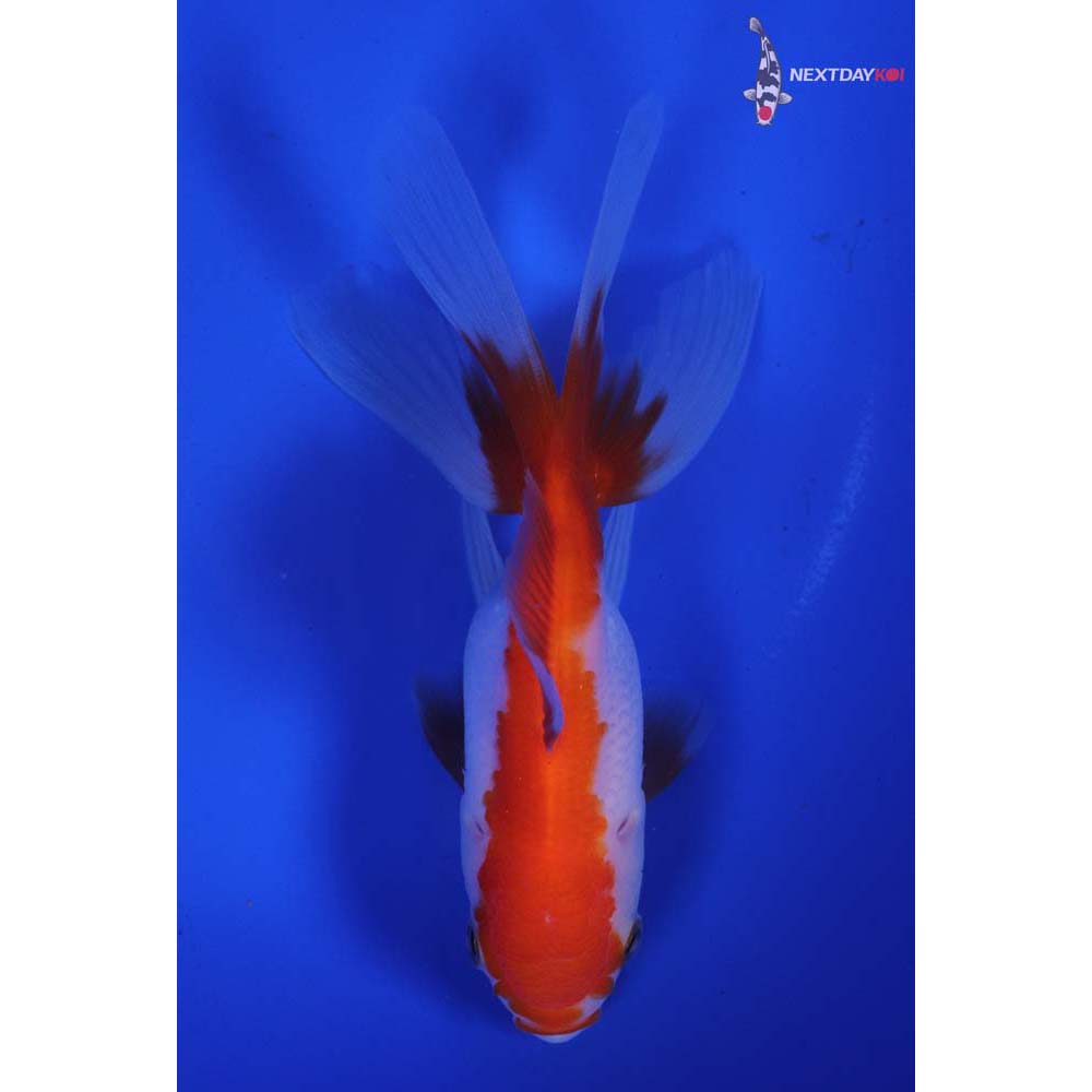 4.5” Imported Red and White Oranda