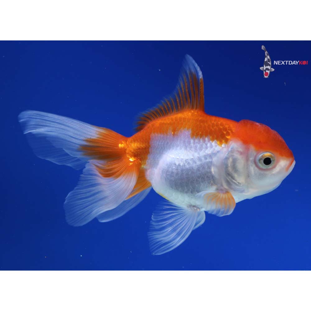 4.5” Imported Red and White Oranda