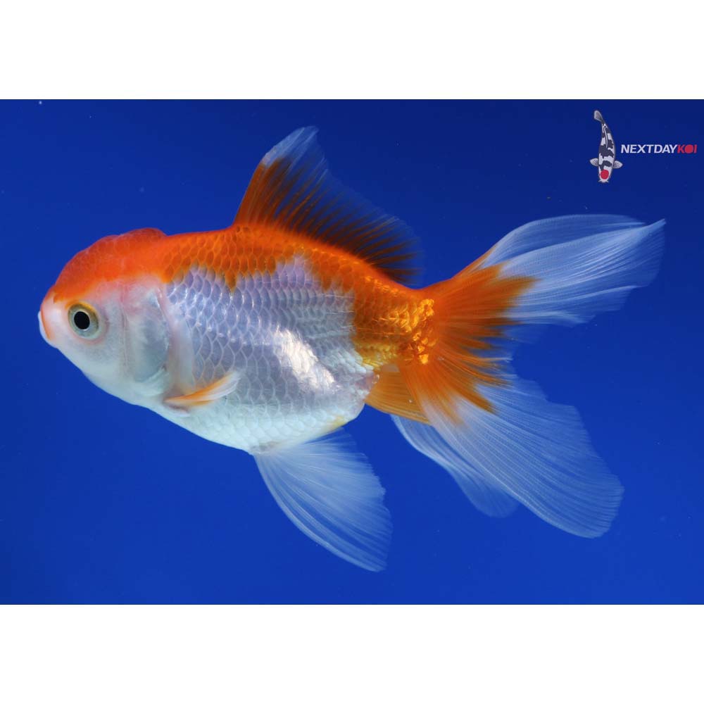 4.5” Imported Red and White Oranda