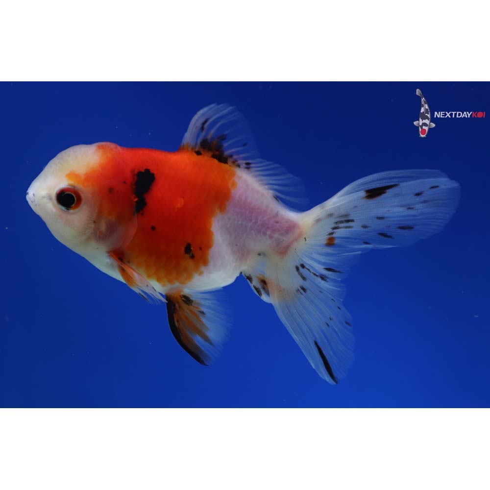 4.5” Imported Calico Oranda