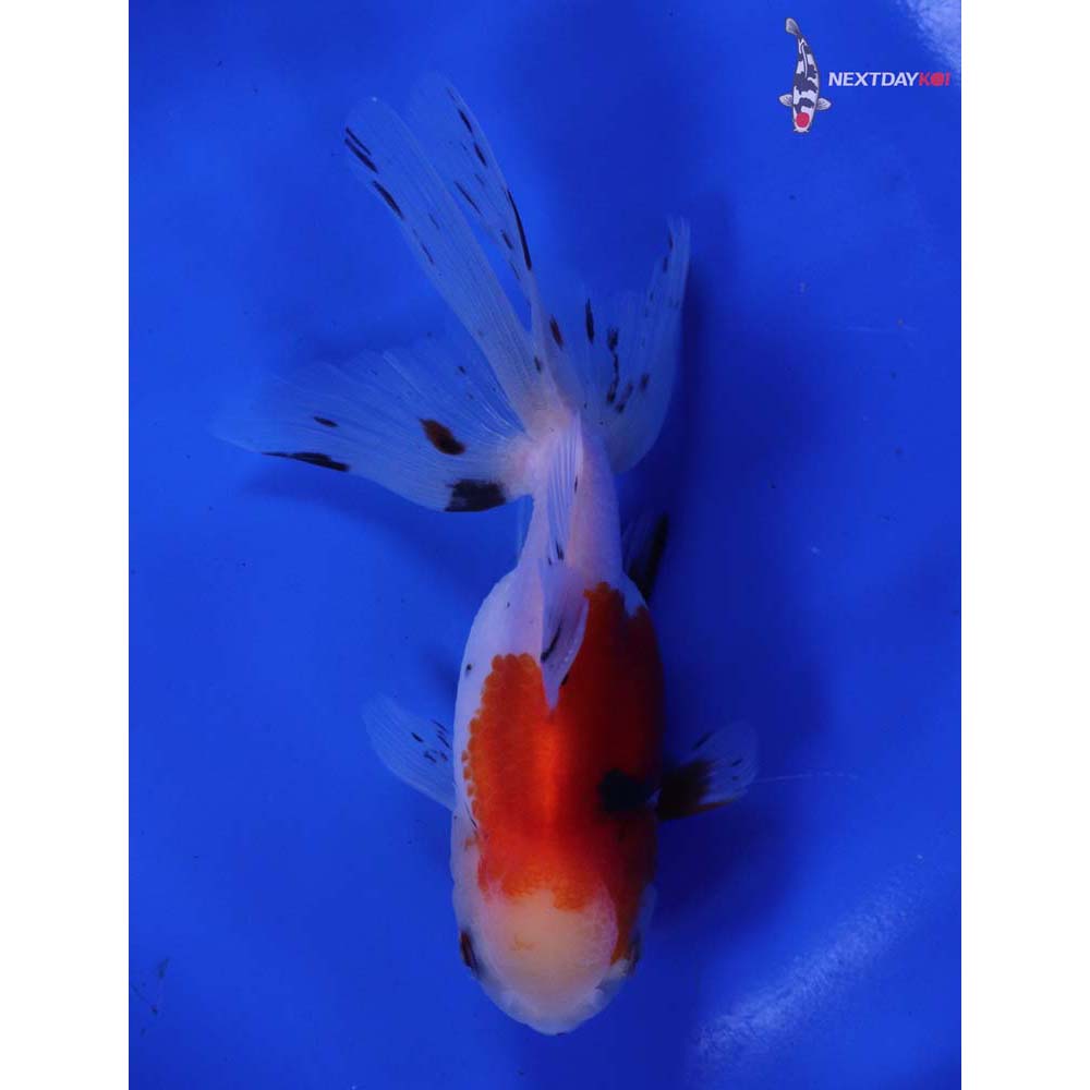 4.5” Imported Calico Oranda