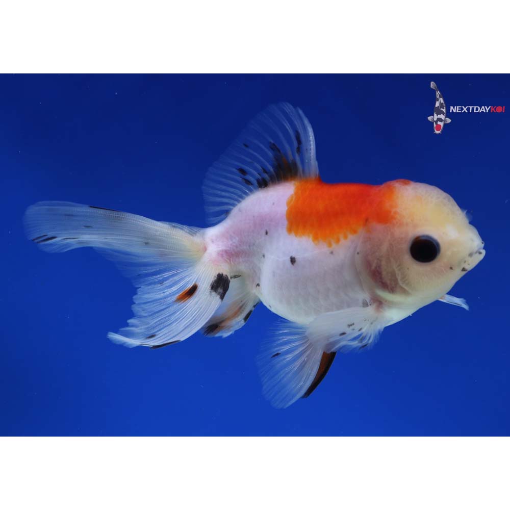 4.5” Imported Calico Oranda
