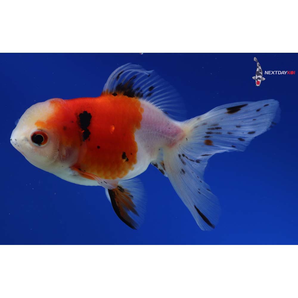 4.5” Imported Calico Oranda