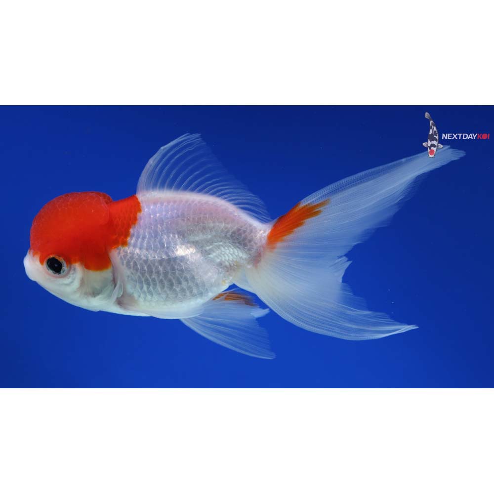 5” Imported Red and White Oranda
