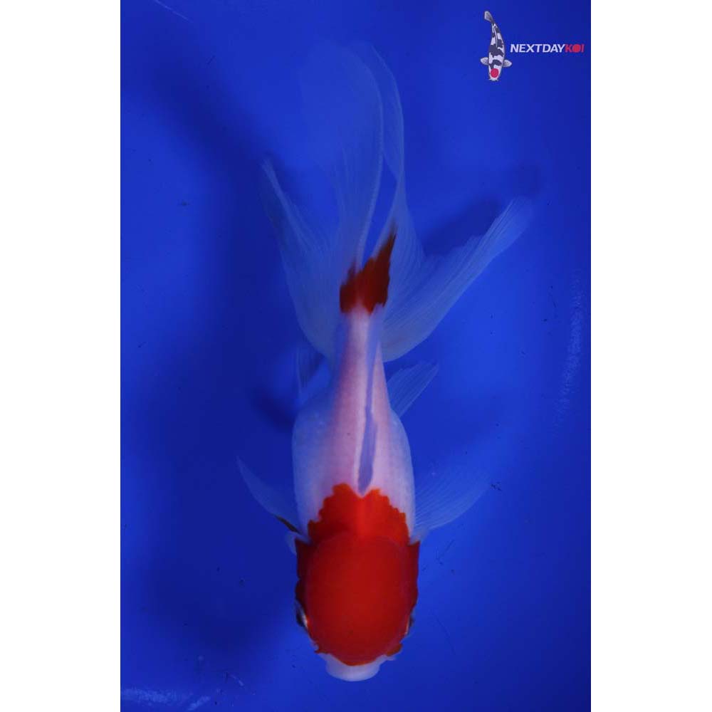 5” Imported Red and White Oranda