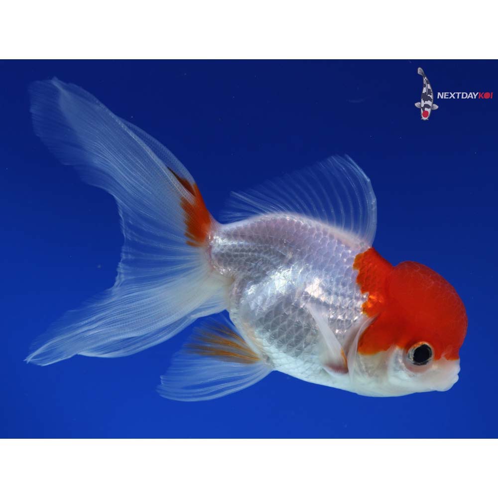 5” Imported Red and White Oranda