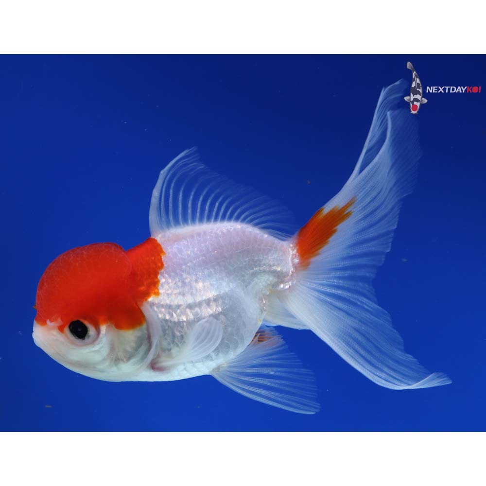 5” Imported Red and White Oranda