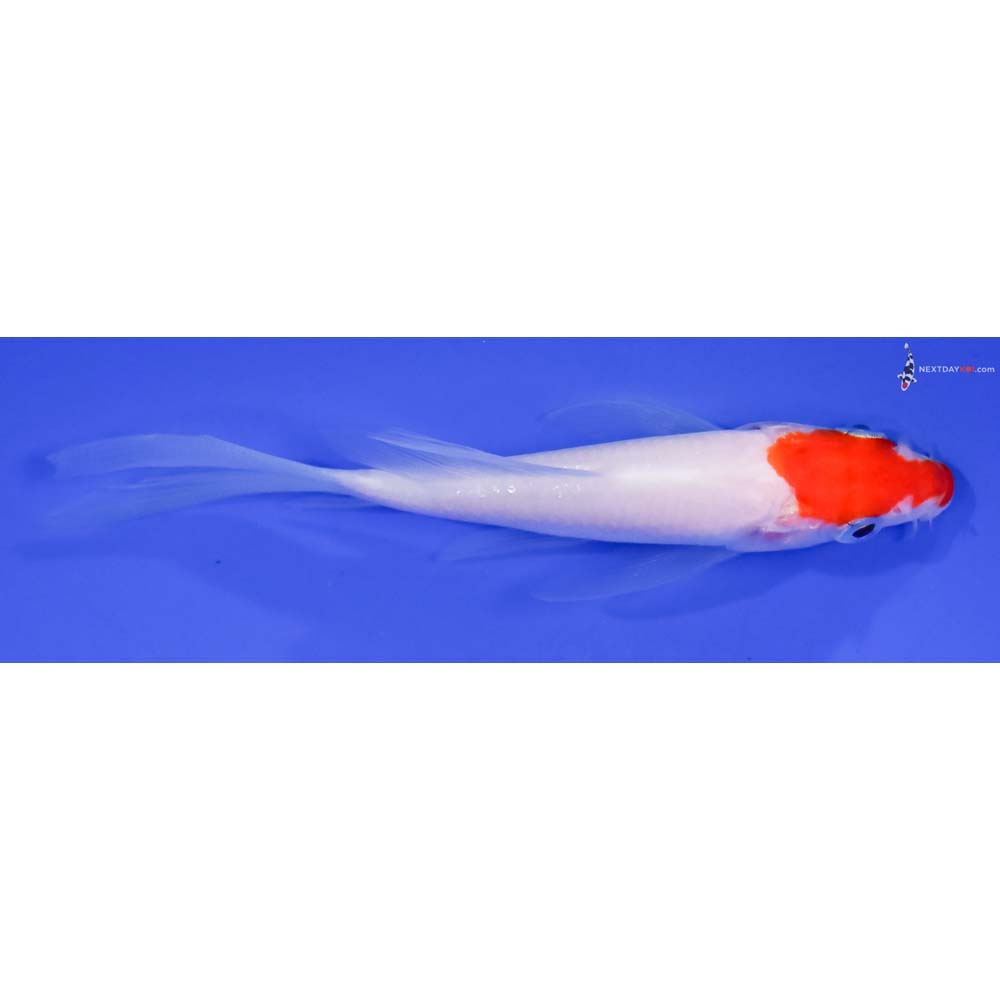 4” Imported Kohaku Butterfly Koi