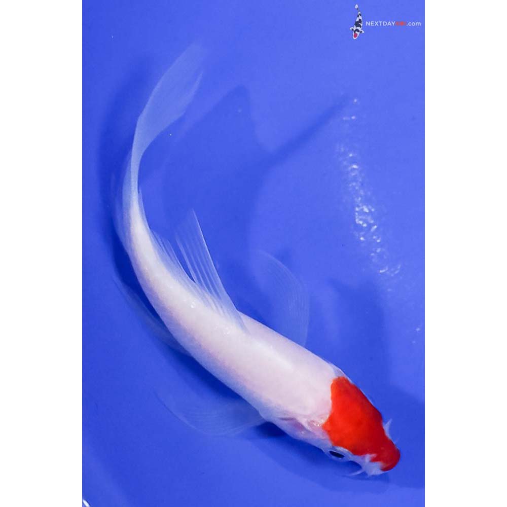 4” Imported Kohaku Butterfly Koi