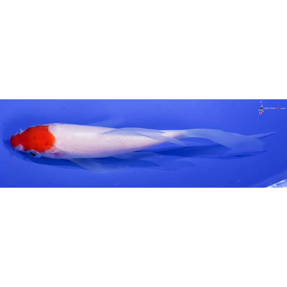 4” Imported Kohaku Butterfly Koi