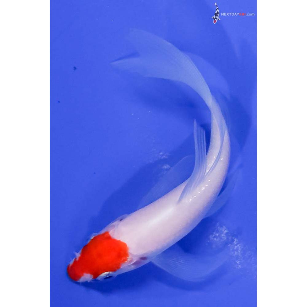 4” Imported Kohaku Butterfly Koi