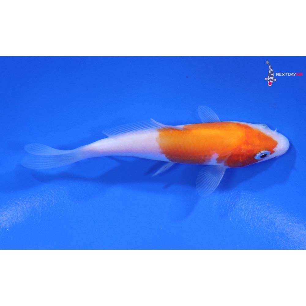 3” Imported Kohaku