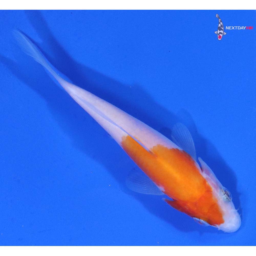 3” Imported Kohaku