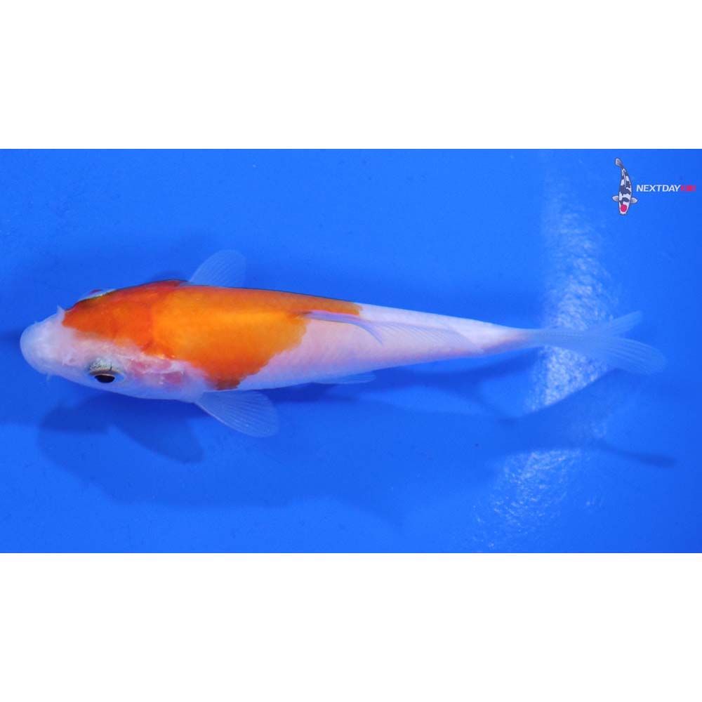 3” Imported Kohaku