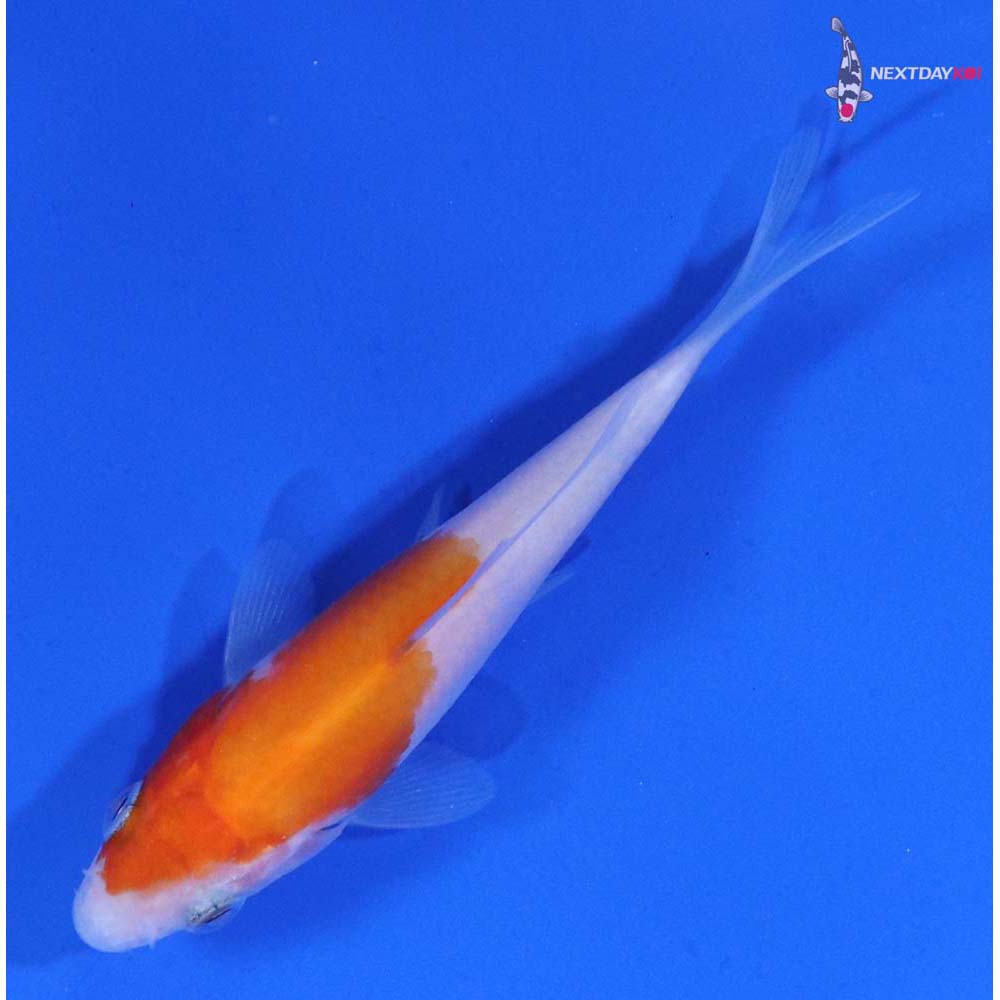 3” Imported Kohaku