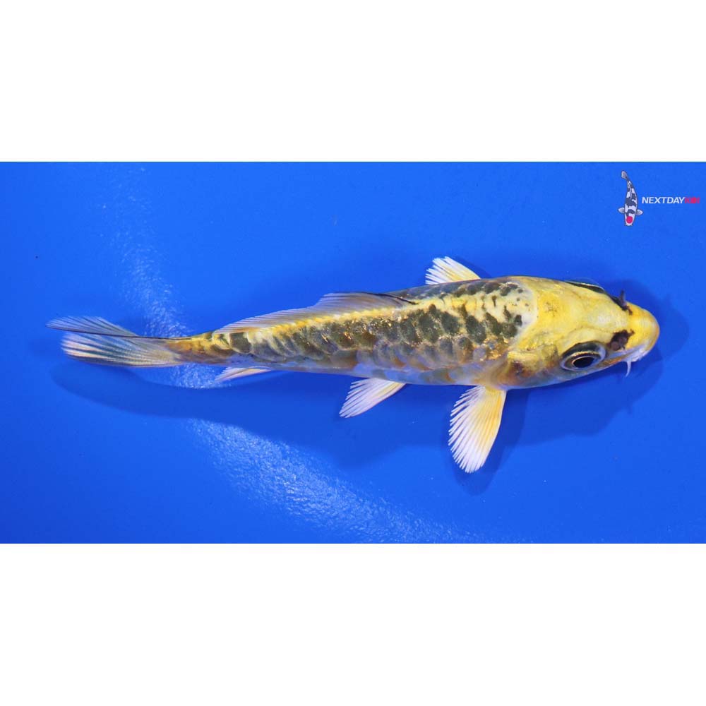 3.5” Imported Armor Scaled Ki Matsuba