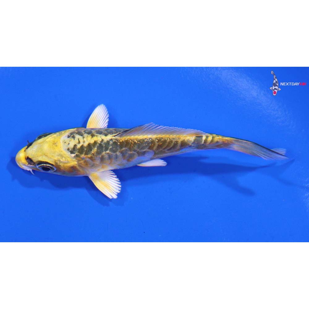 3.5” Imported Armor Scaled Ki Matsuba