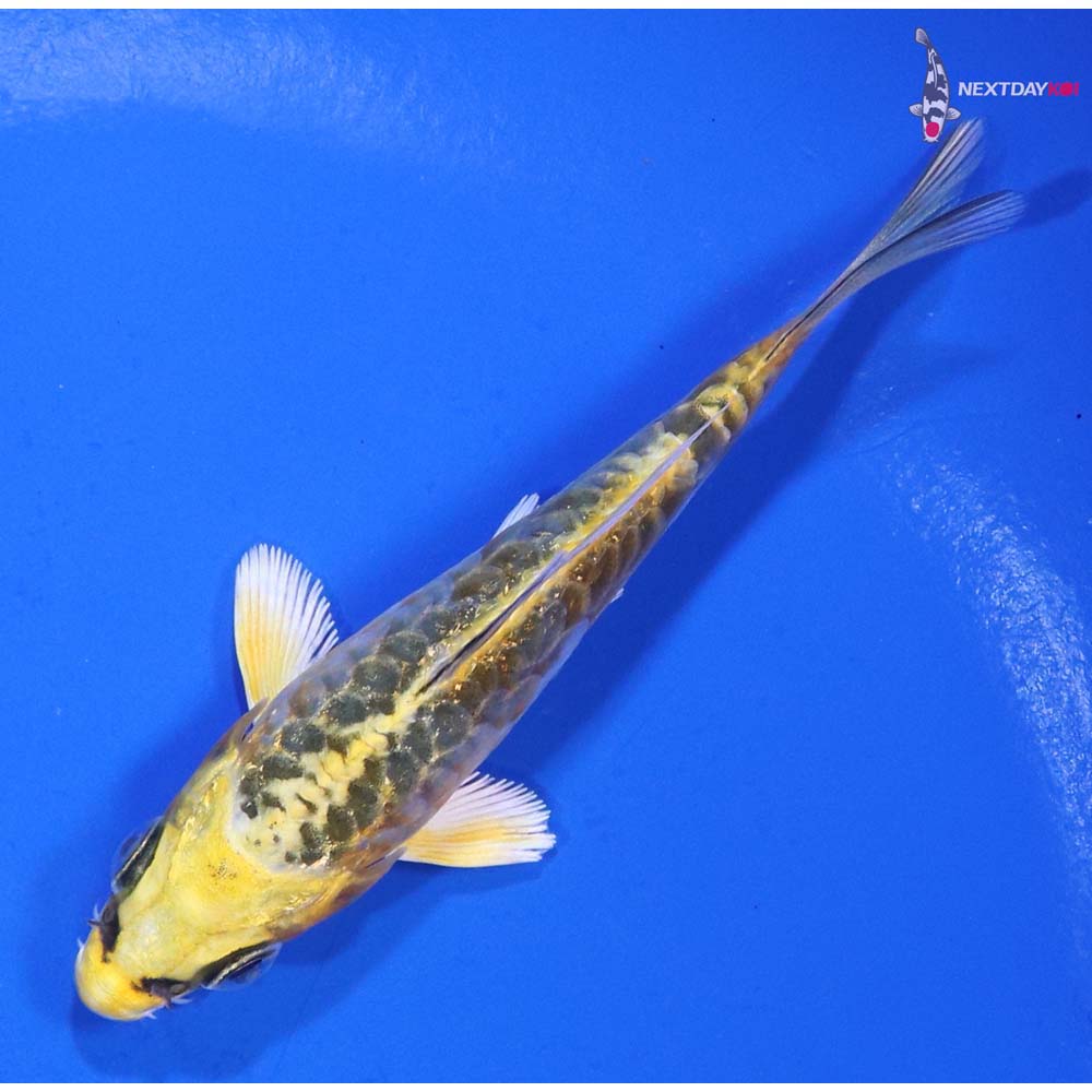 3.5” Imported Armor Scaled Ki Matsuba