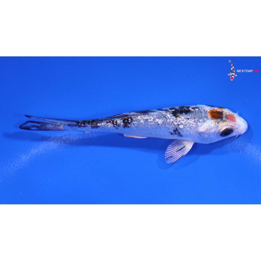 3” Imported Gin Rin Yamato Nishiki