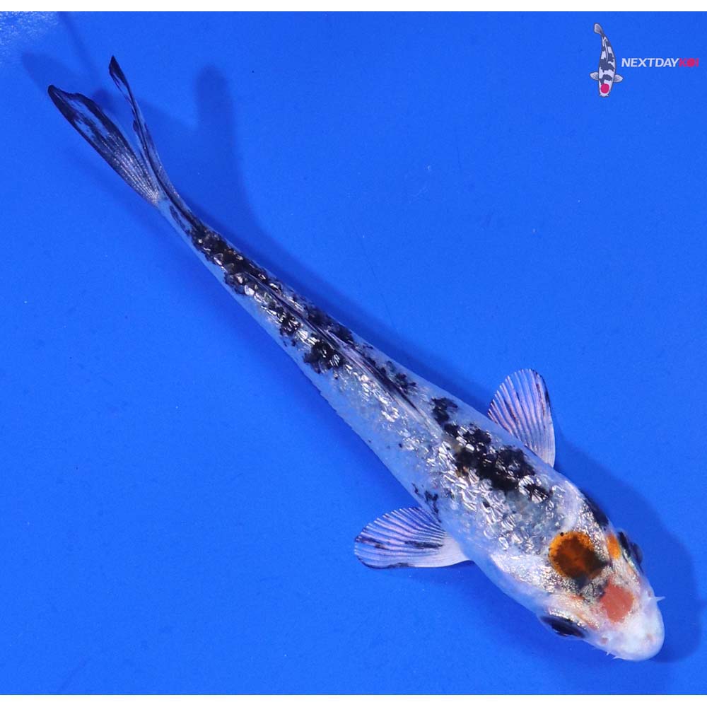 3” Imported Gin Rin Yamato Nishiki