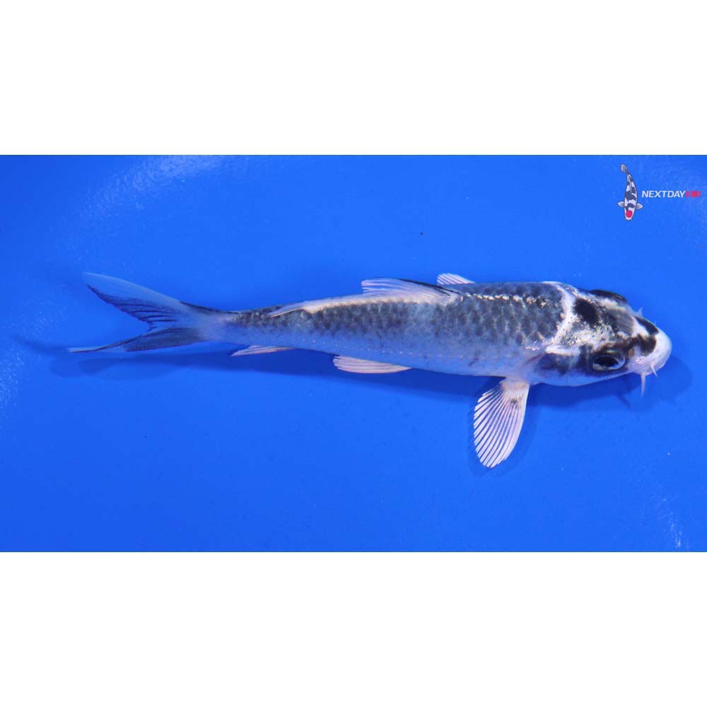 3.5” Imported Gin Matsuba