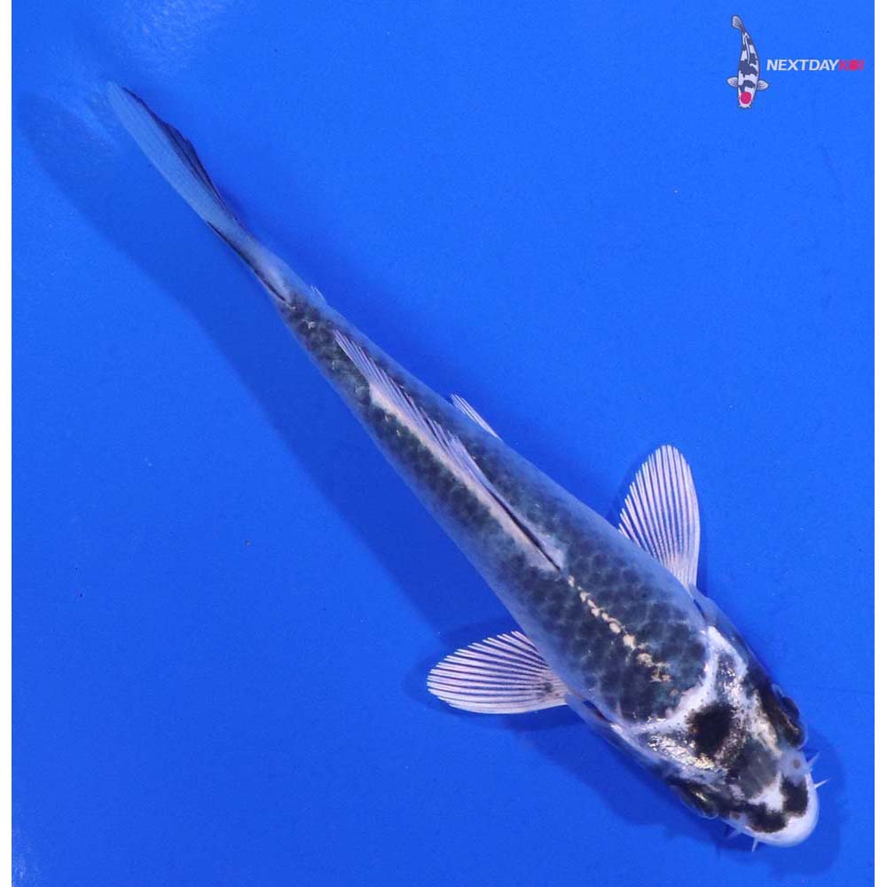 3.5” Imported Gin Matsuba