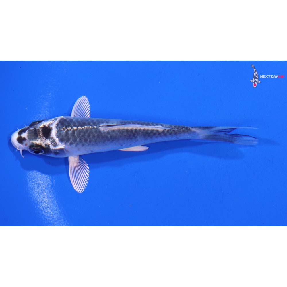 3.5” Imported Gin Matsuba