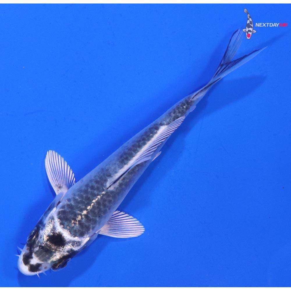 3.5” Imported Gin Matsuba