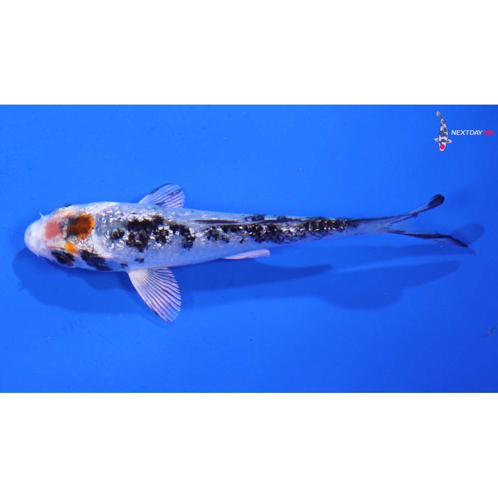 3” Imported Gin Rin Yamato Nishiki