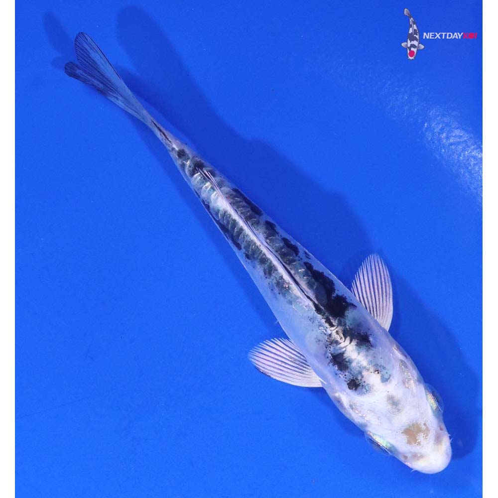 4” Imported Doitsu Gin Shiro Bekko