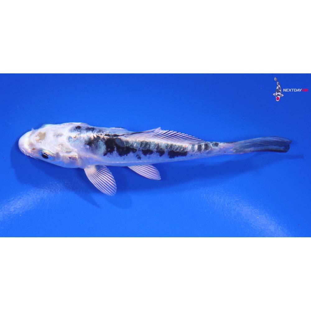 4” Imported Doitsu Gin Shiro Bekko