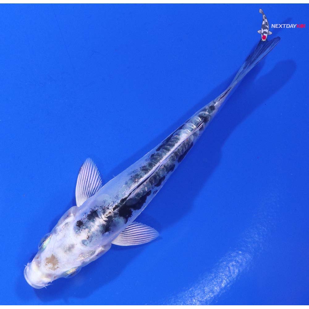 4” Imported Doitsu Gin Shiro Bekko