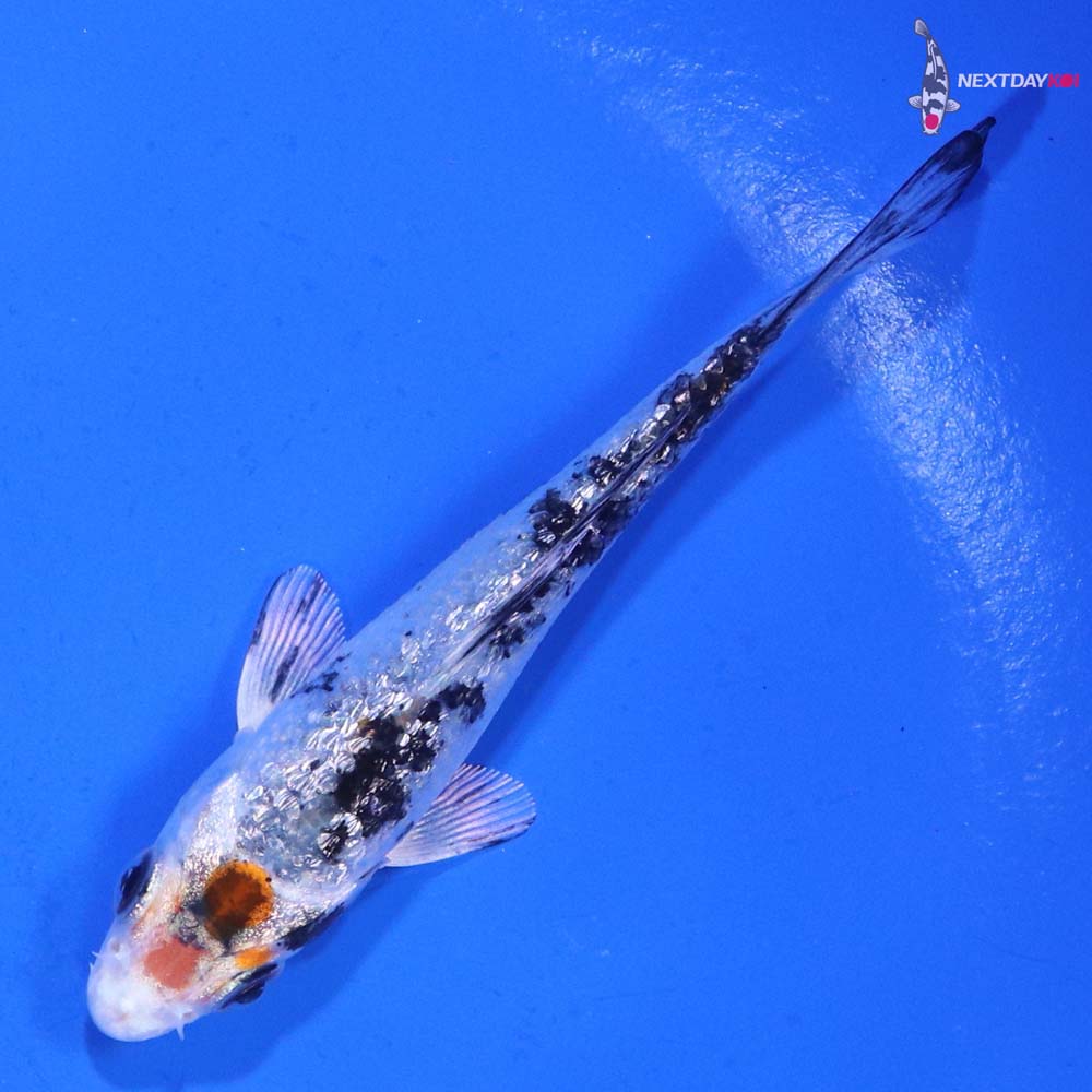 3” Imported Gin Rin Yamato Nishiki