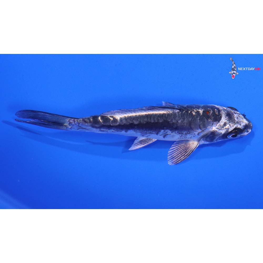 4” Imported Kin Kikokuryu