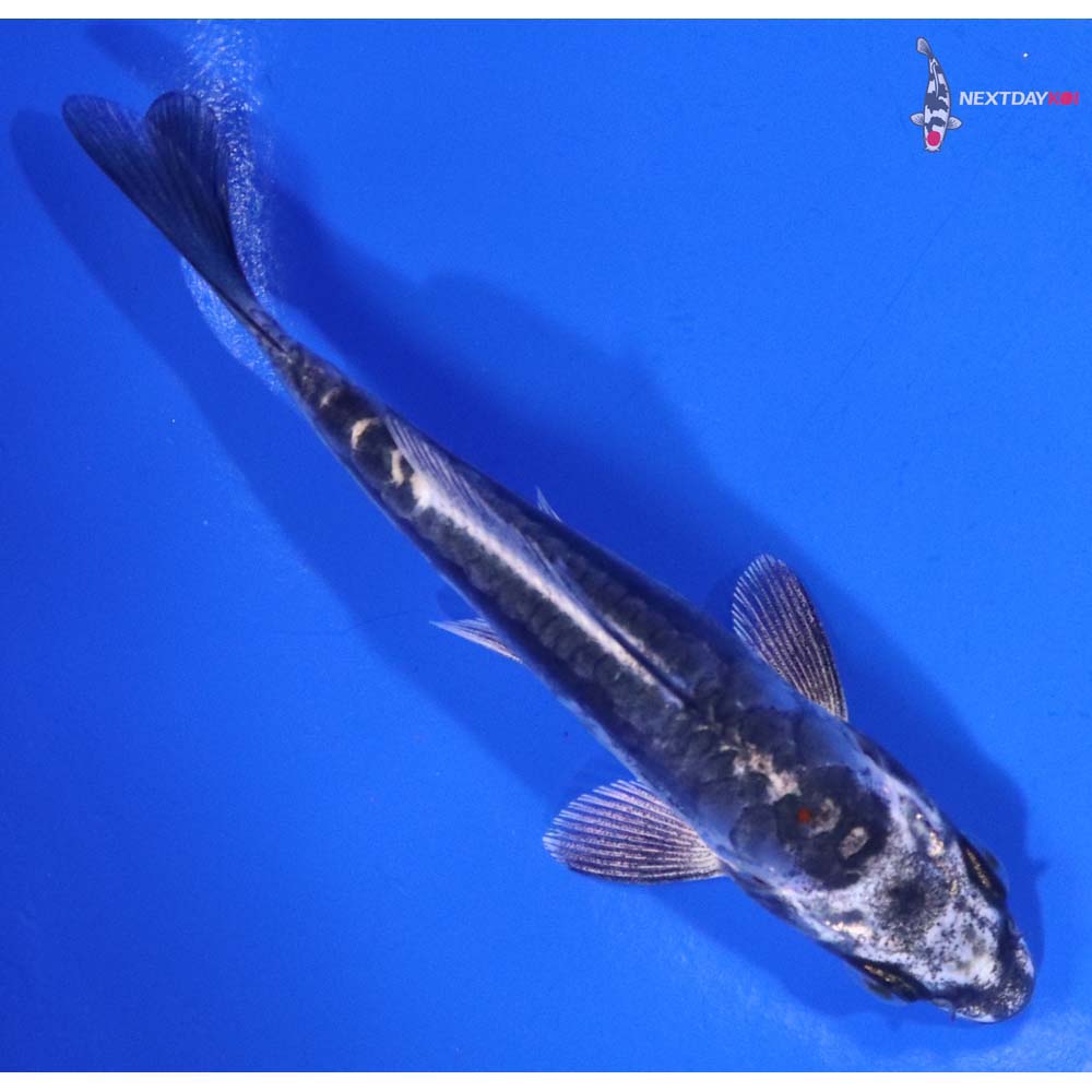 4” Imported Kin Kikokuryu