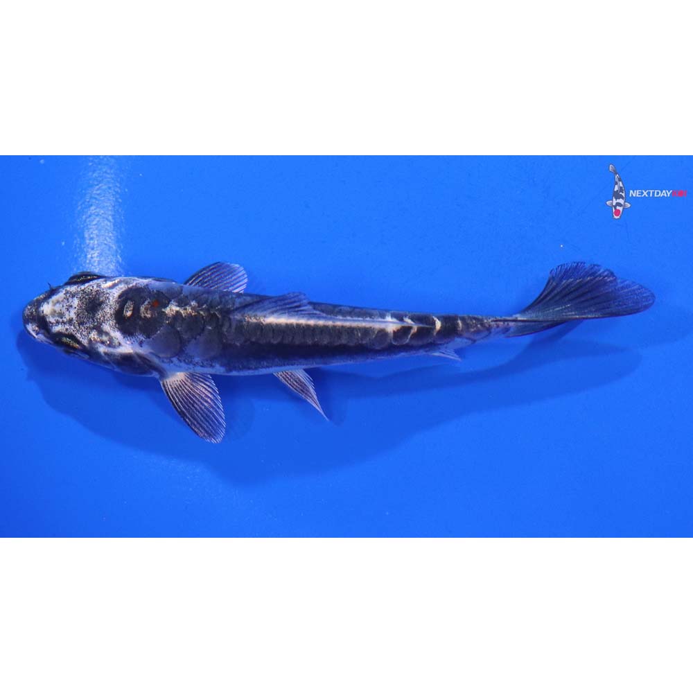 4” Imported Kin Kikokuryu