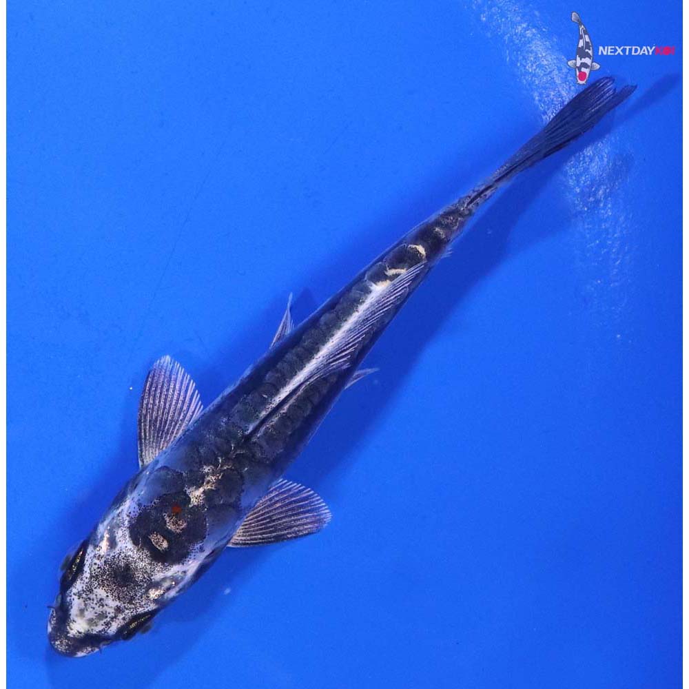 4” Imported Kin Kikokuryu