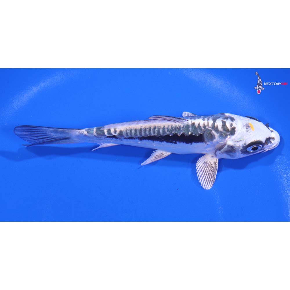 4.5” Imported Kin Kikokuryu