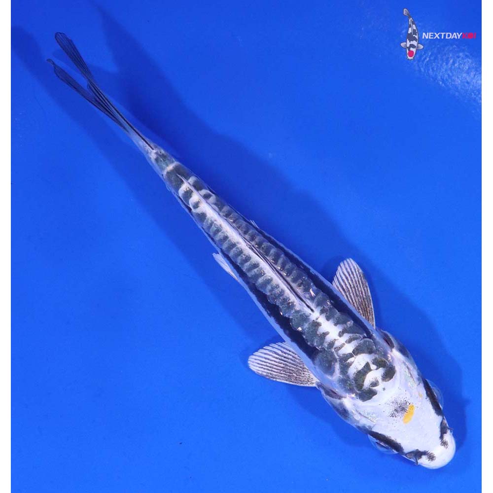 4.5” Imported Kin Kikokuryu