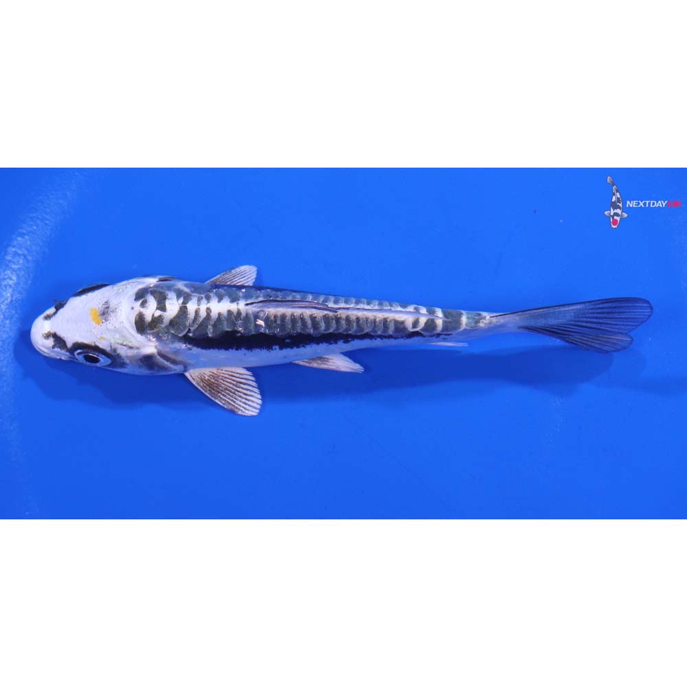 4.5” Imported Kin Kikokuryu