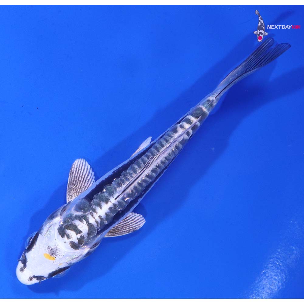 4.5” Imported Kin Kikokuryu