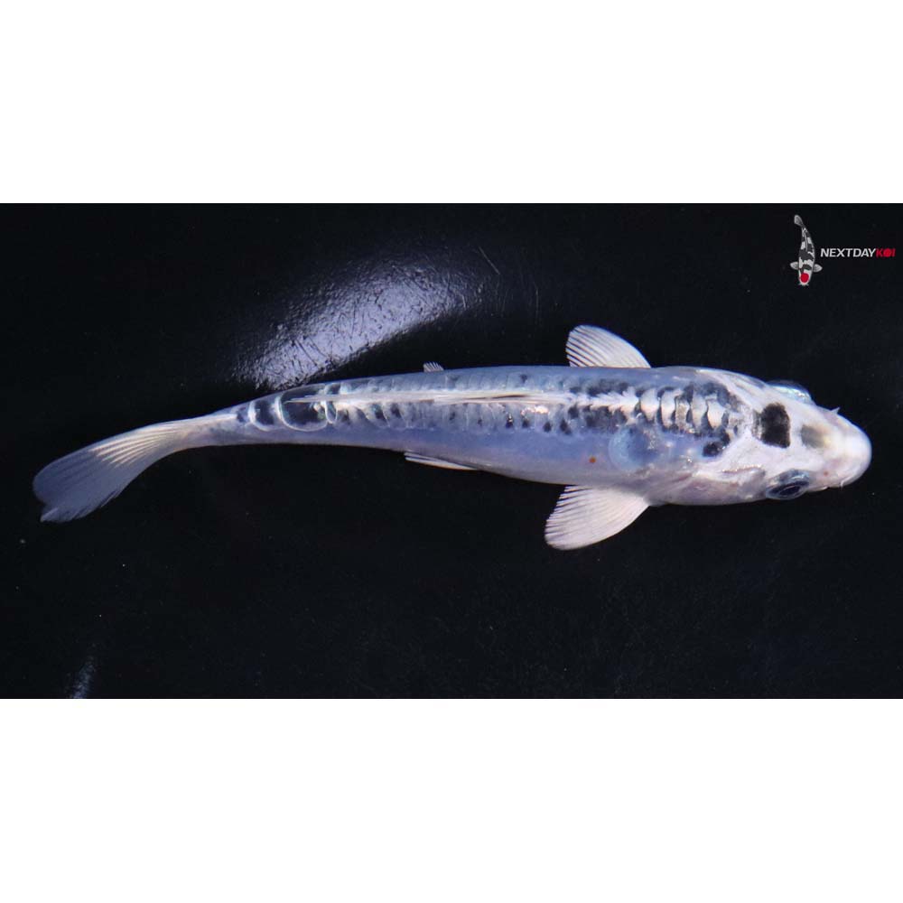 5” Imported Doitsu Blue Kujaku