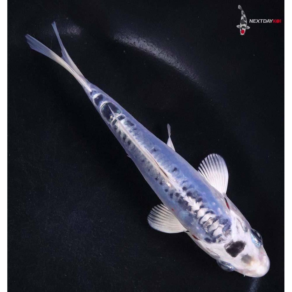 5” Imported Doitsu Blue Kujaku