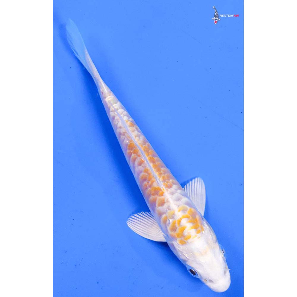 4.5” Imported Armor Scaled Lemon Hariwake