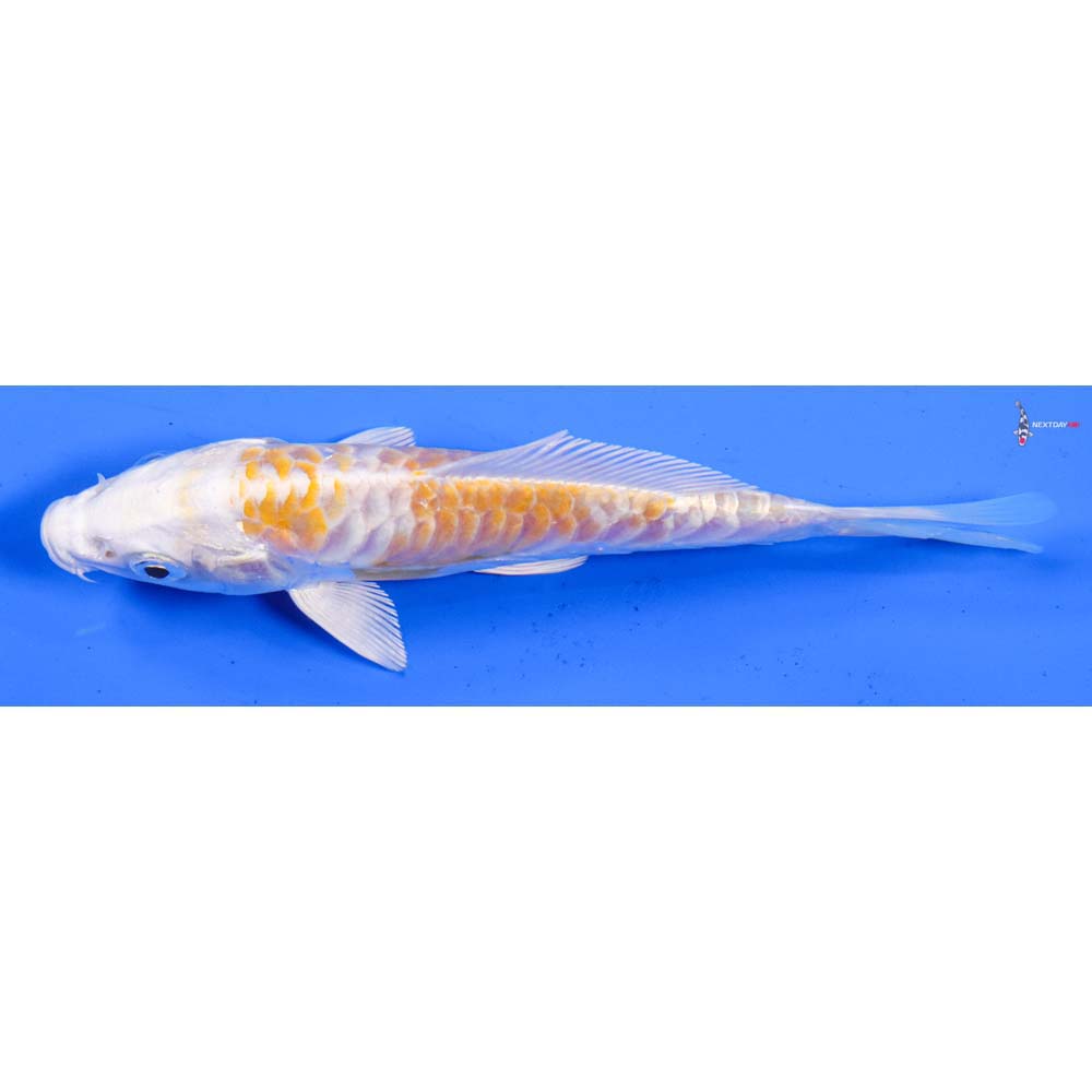 4.5” Imported Armor Scaled Lemon Hariwake