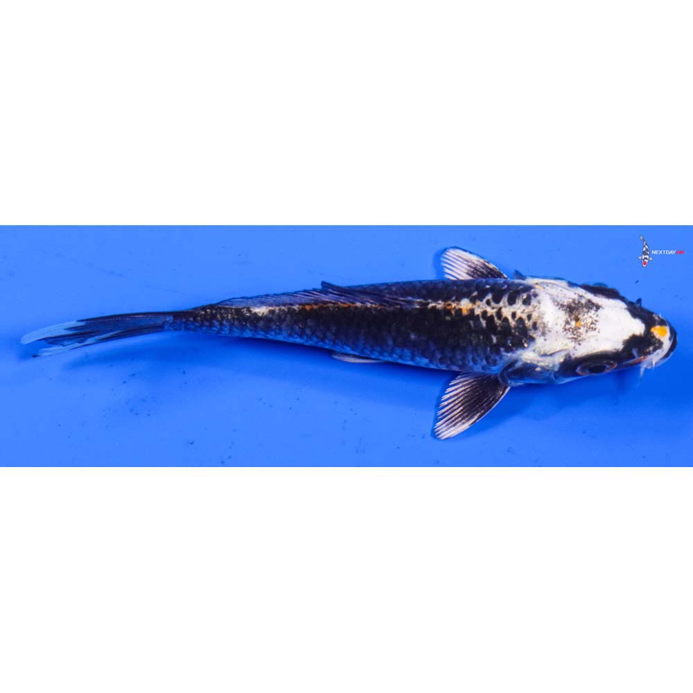 4” Imported Kujaku