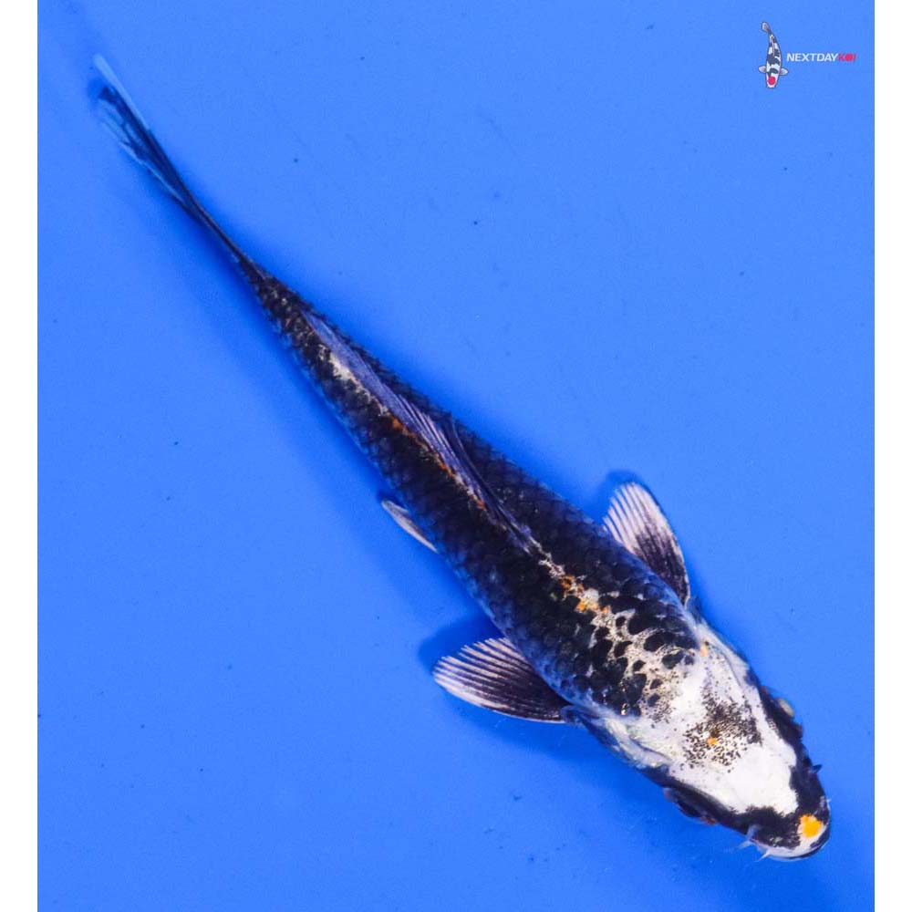 4” Imported Kujaku