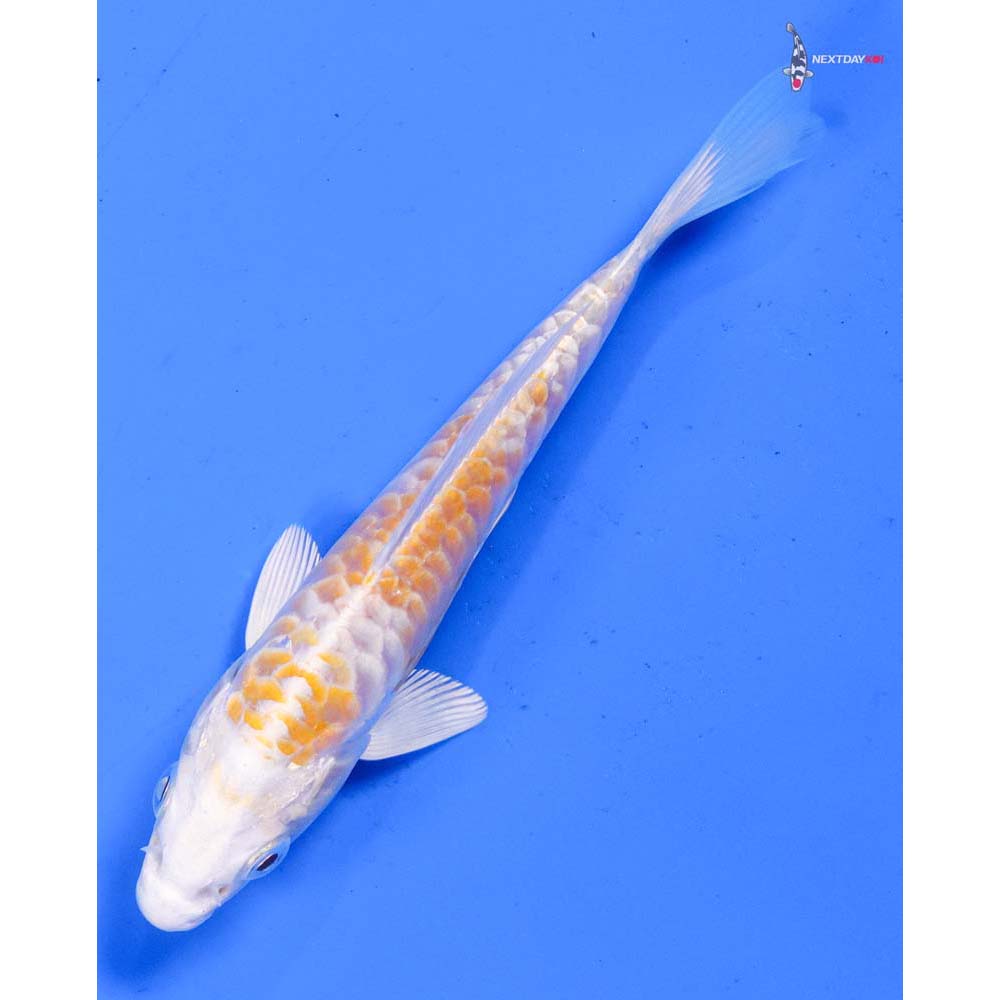 4.5” Imported Armor Scaled Lemon Hariwake