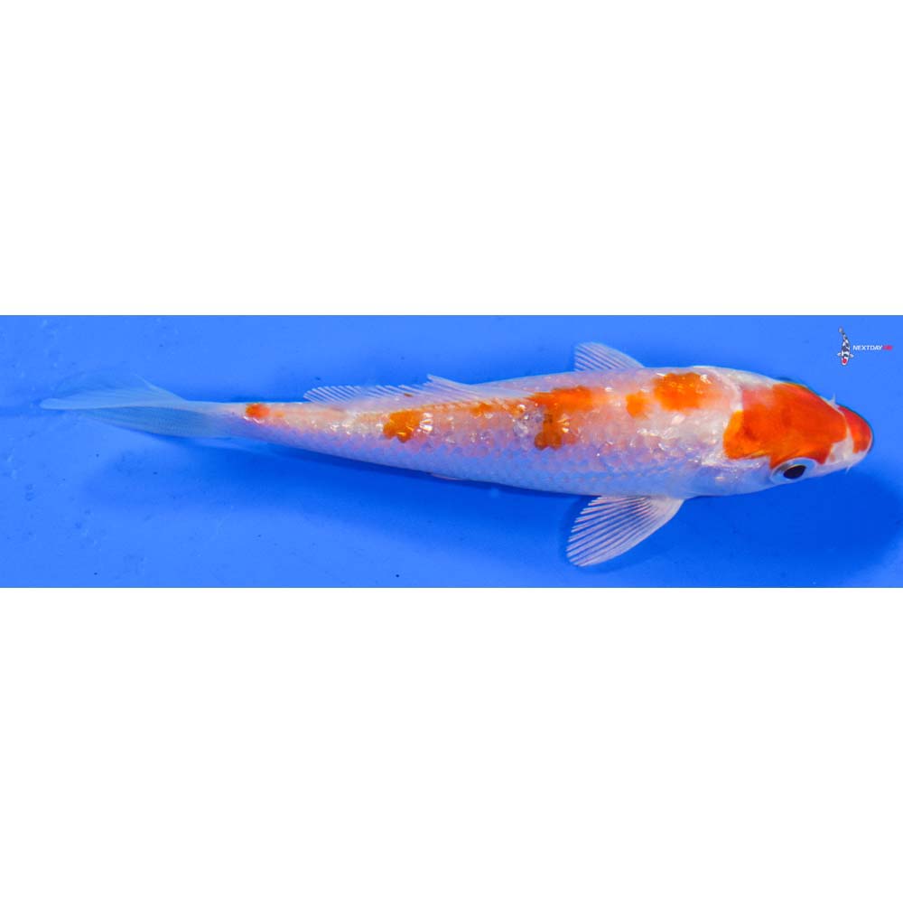 4” Imported Gin Rin Hariwake