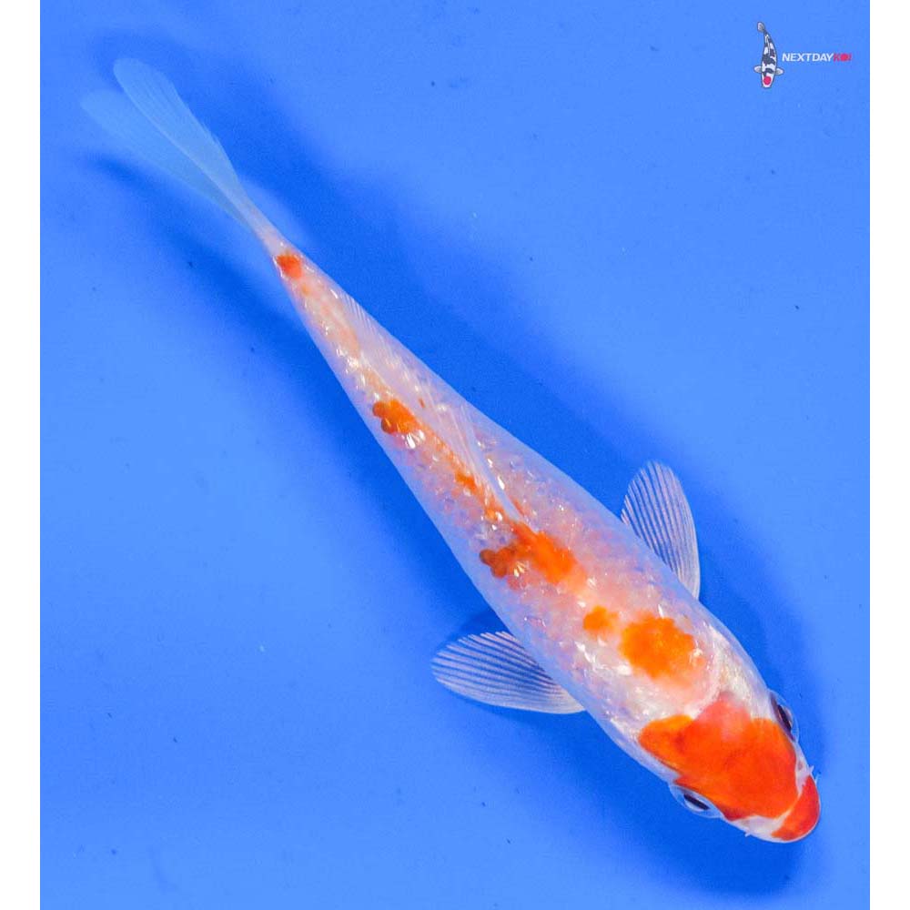 4” Imported Gin Rin Hariwake